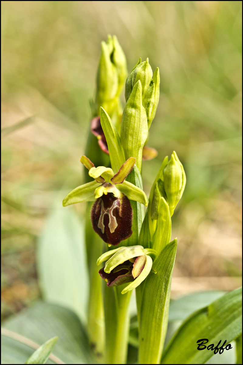 Ophrys sphegodes subsp. sphegodes Mill